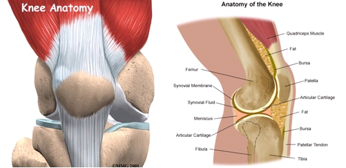 Normal knee joint anatomy